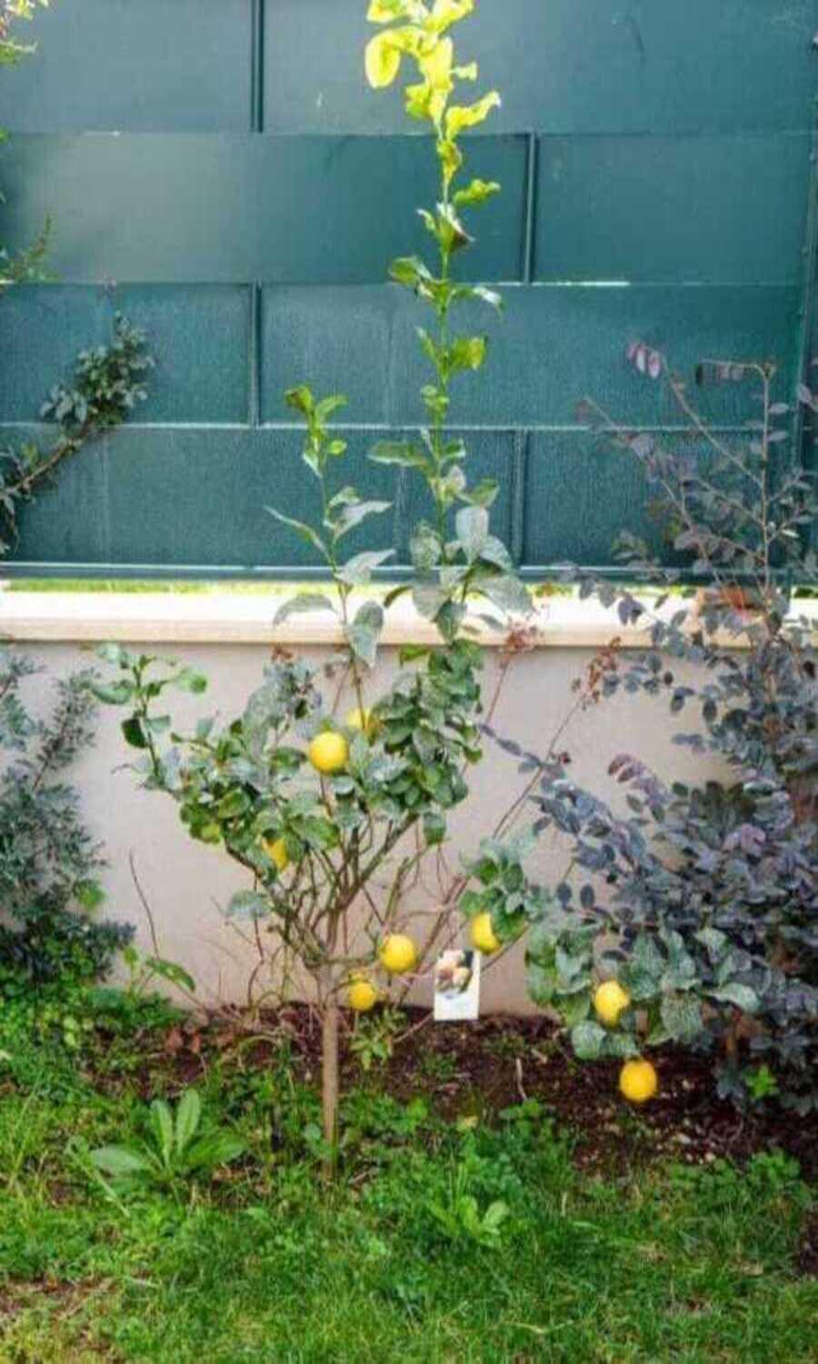 Il Giardino Di Limoni Βίλα Marino Εξωτερικό φωτογραφία