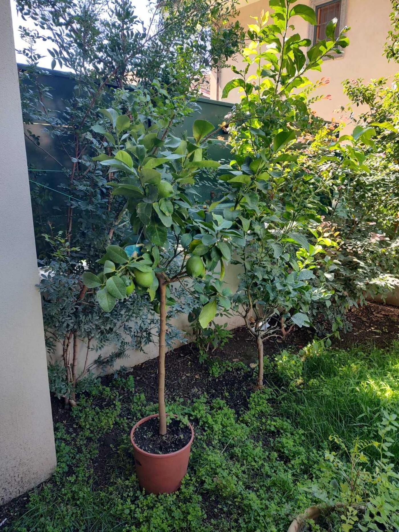 Il Giardino Di Limoni Βίλα Marino Εξωτερικό φωτογραφία